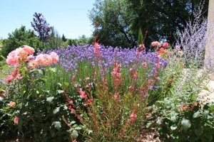 jardin-couleurs