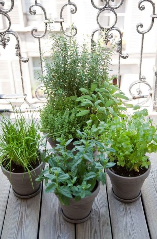 plante-aromatique-balcon