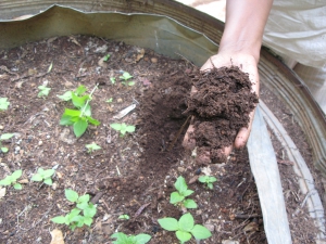 compost