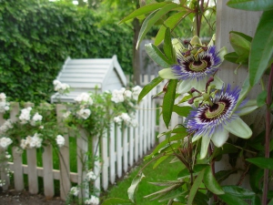 jardin-romantique-lignes