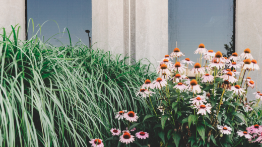 Plantes et fleurs devant mur béton maison moderne